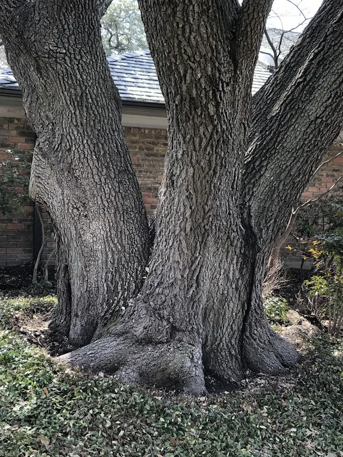 Mature heritage tree close to a State Line property cared for by certified arborists